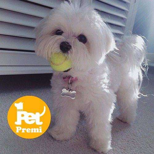 PetPremi's tweet photo. Anyone who is available for a match? 
#petpremi #petlove
 🐶💕🐶💕🐶 https://t.co/urmfDRdY5e