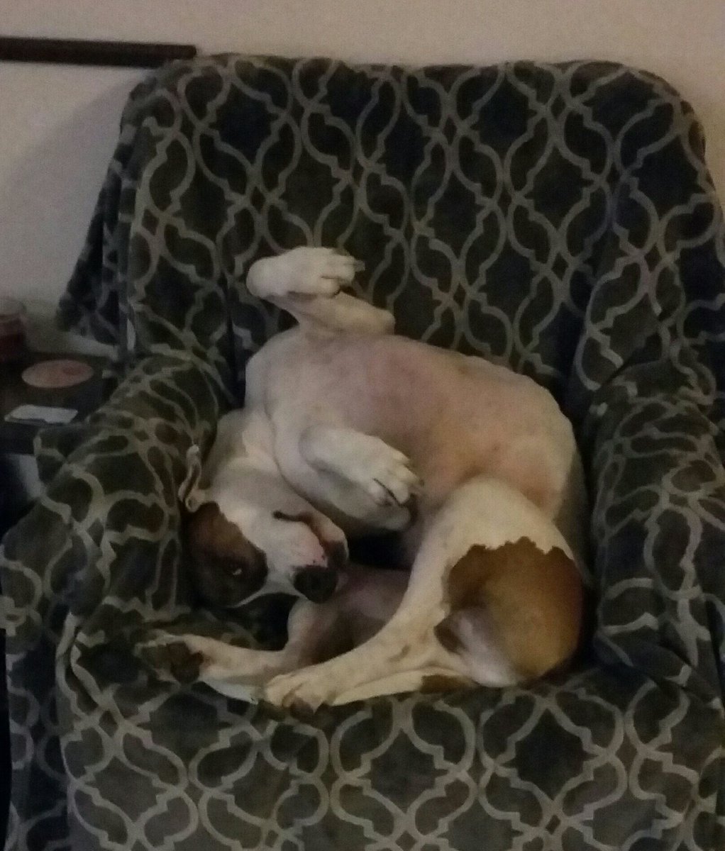 jackthespazz's tweet photo. #beingsilly #dogsoftwitter #dogslife #dogsarejoy #funnydog https://t.co/R7xl2i6Ee8