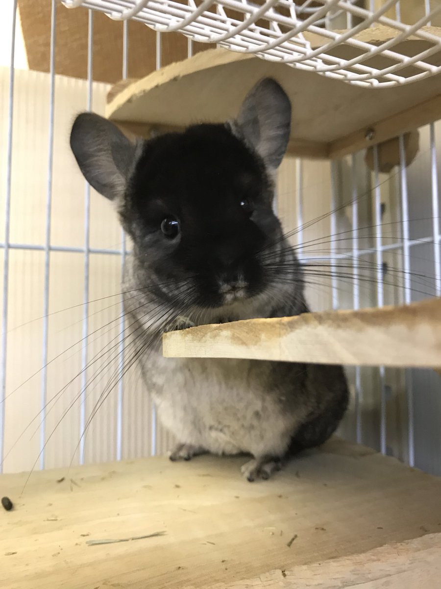うさぎさん 小動物専門ペットホテル V Twitter お迎え待ちのチンチラの赤ちゃん Chinchillalanigera Chinchilla チンチラ Cute Kawaii 齧歯目