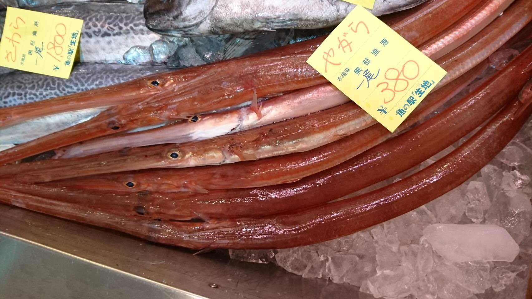 水揚げ情報 A 鮮魚 富山湾 やがら いかがでしょう 割烹料理の食材として使われる高級魚 やがら ヤガラ アカヤガラ 猫と魚をこよなく愛するｏさんから 11 13のきときと入荷情報 魚 鮮魚 食材 Fresh Ingredients Japanesefood
