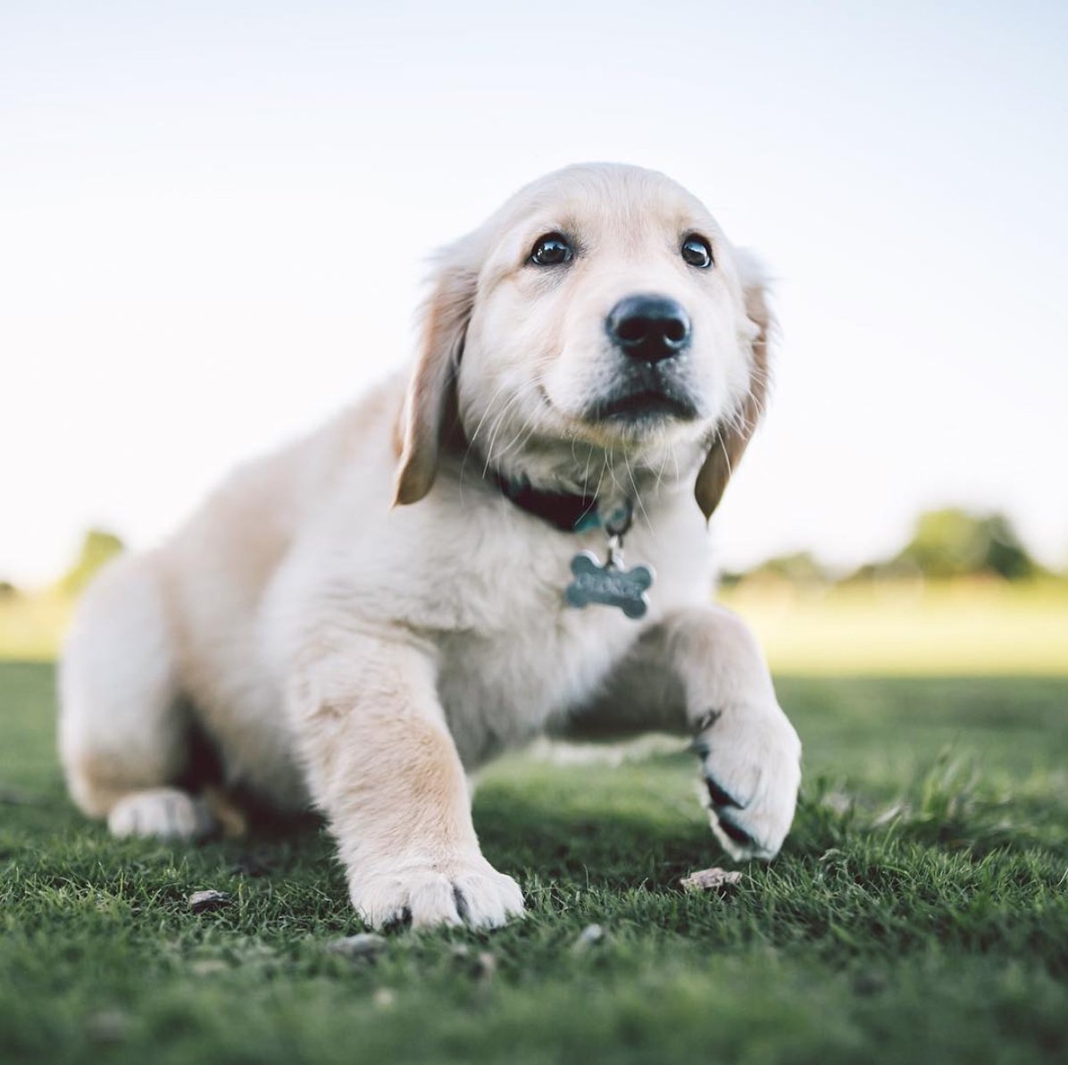 George, the 12wk old Golden Retriever. Goofy and gorgeous. 🐶