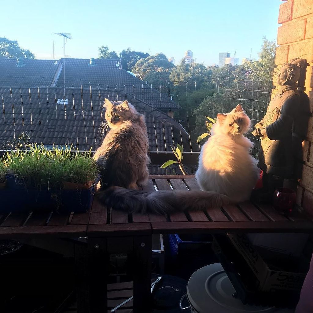 GigiandJazz's tweet photo. Sprung hanging out 😁
.
.
.
#cats_of_instagram #kitten #kittens #ragdoll #cat #cats #catsofinstagram #petsofinstagr… https://t.co/4AD9hR4Dtu https://t.co/BeXbfySdXN