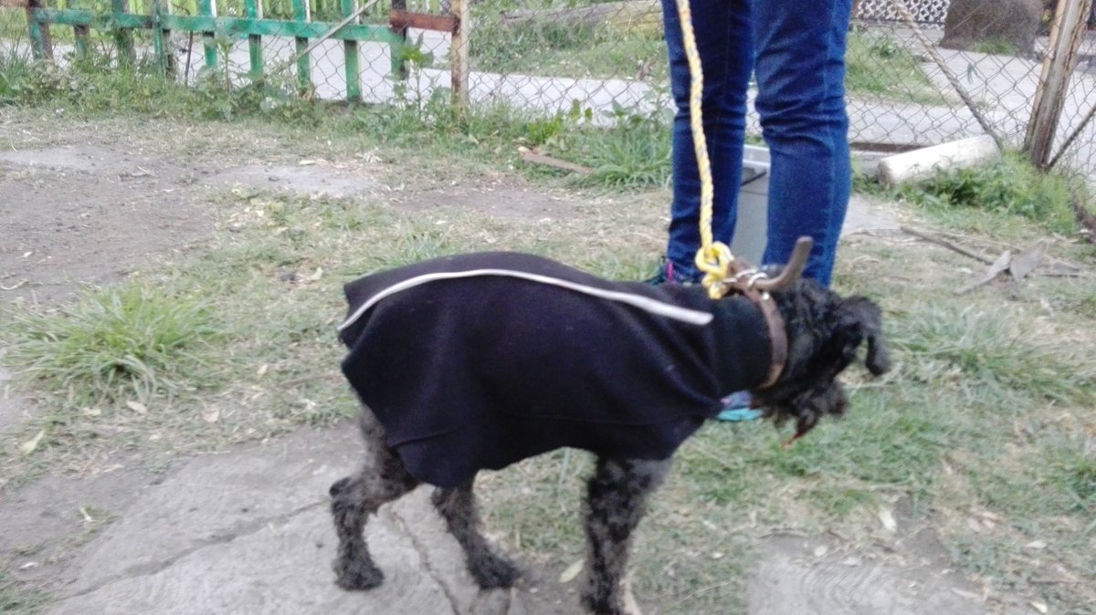 lamaladlcuento's tweet photo. @CulhuacanCTM Alguien conoce al dueño de este perrito? Lo acaba de agarrar un perro y está muy lastimado, en Conchita Urquiza https://t.co/U4dpTtorVZ