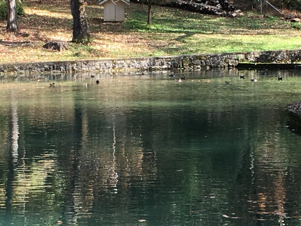 Birdingham's tweet photo. Been a #kingfisher, #nuthatch and 19 hooded #mergansers kind-of-day in the neighborhood. #birdhabitats #urbanhabitat #getoutside https://t.co/ihd7tLCds1