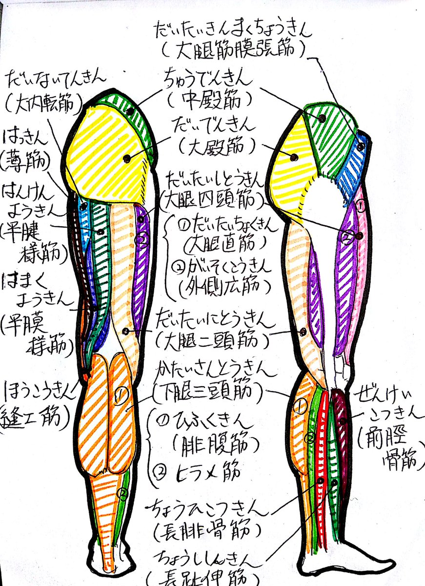 かまた 筋肉イラストレーター On Twitter 今日の筋肉 脚