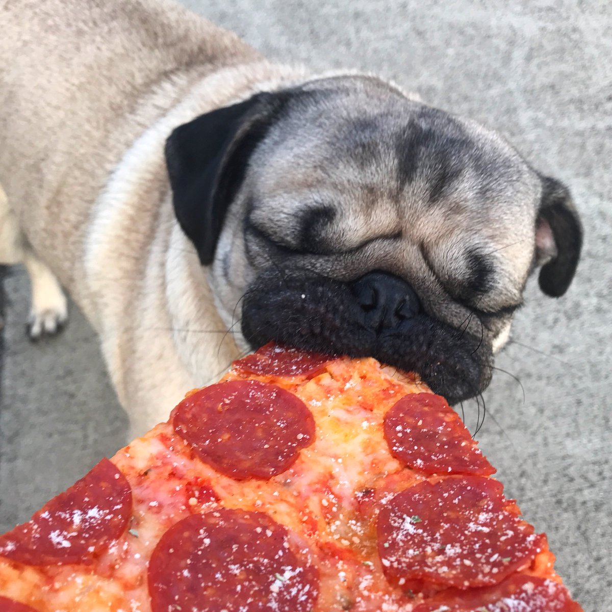 itsdougthepug's tweet photo. Savor the flavor https://t.co/27Nx5vUz5H