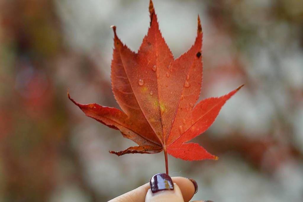 BizarreBay's tweet image. “Have you ever thought about what protects our hearts?
Just a cage of rib bones and other various parts.
So it's f… instagram.com/p/Bbamcs6B-re/