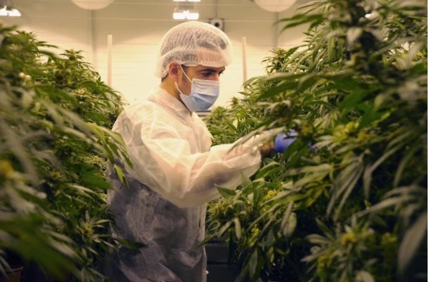 NWRcomms's tweet photo. Medicinal cannabis grower $CAN hits all time high of $2.75/sh 📈up 816% since its May 2017 listing #CannGroup #ausbiz https://t.co/y7S01nEgkH