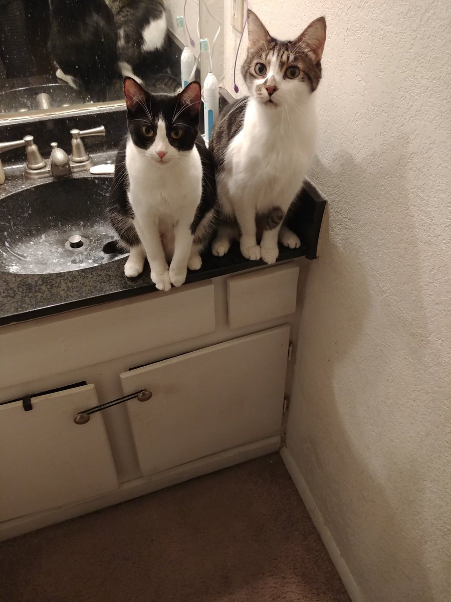 10CatsLater's tweet photo. Mom needs to clean our sink but we still ❤ "helping" her in the mornings. #princesspip #meshakstyle #cats #catsoftwitter #kitties #adoptdontshop #kittens #Furkids #furbabies #petsoftwitter #cutepetclub #meow #pets #catsoftheday #catlovers #lovecats #ilovemycat https://t.co/4EaArHmZ6s