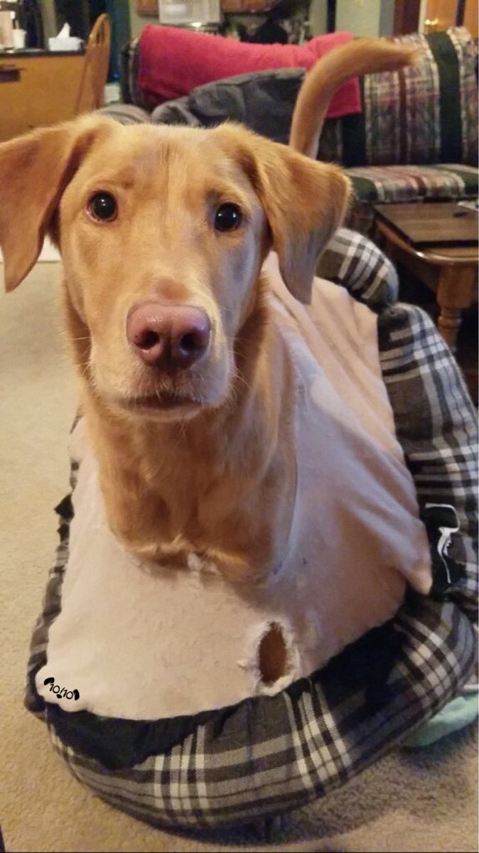 dog_rates's tweet image. This is Jax. He wants to know right this instant who tore the hole in his bed. After some thought he admits it may have been him. 13/10