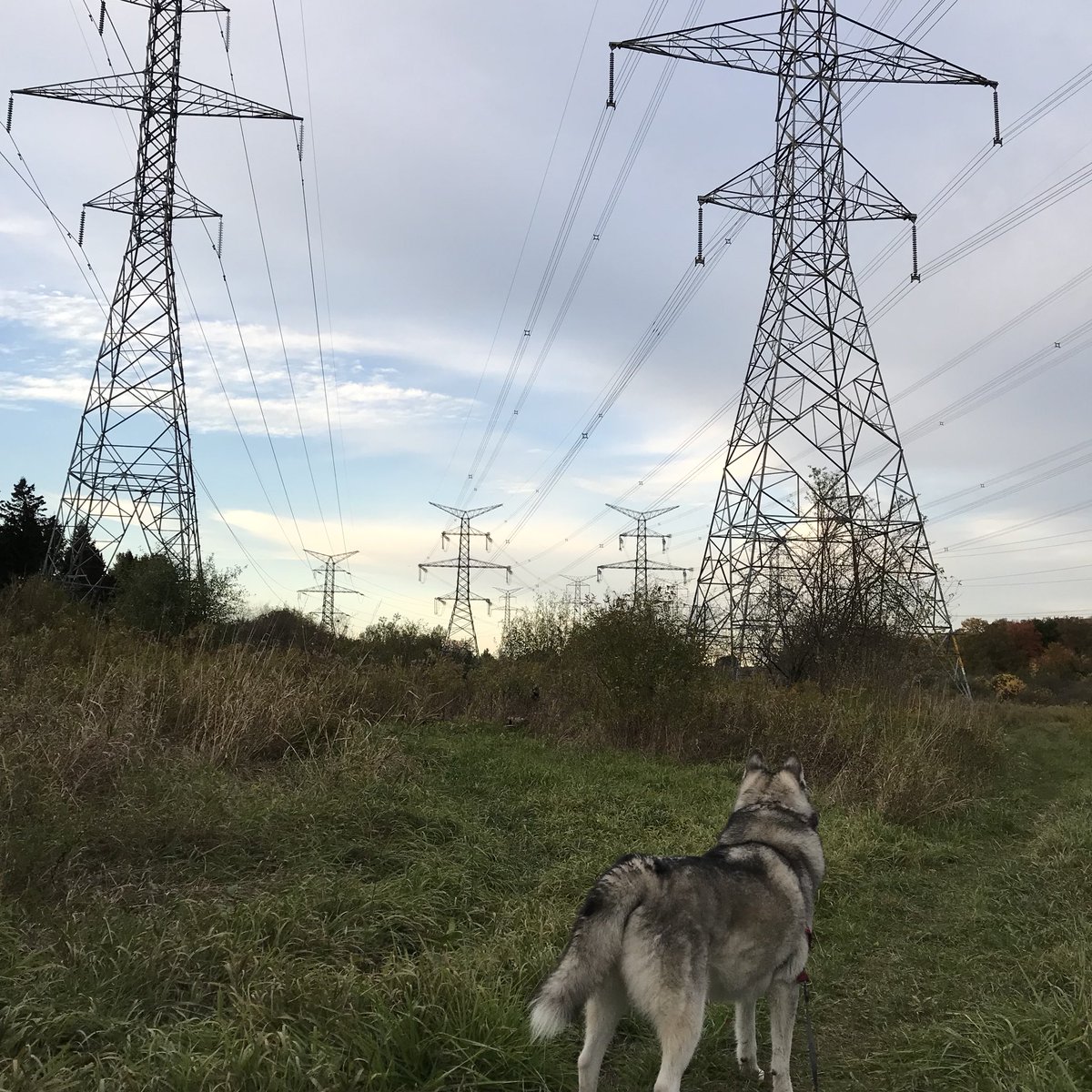 Tiberious_Sheru's tweet photo. At times these transmission towers give off this odd eerie feeling. #husky #siberianhusky #nature #naturemeetsman #wilderness #wildernessculture #hiking #adventure #adventurewalk #iphotography #iphone7plus #brampton #clairevilleconservation https://t.co/vJ0JNjN0uR