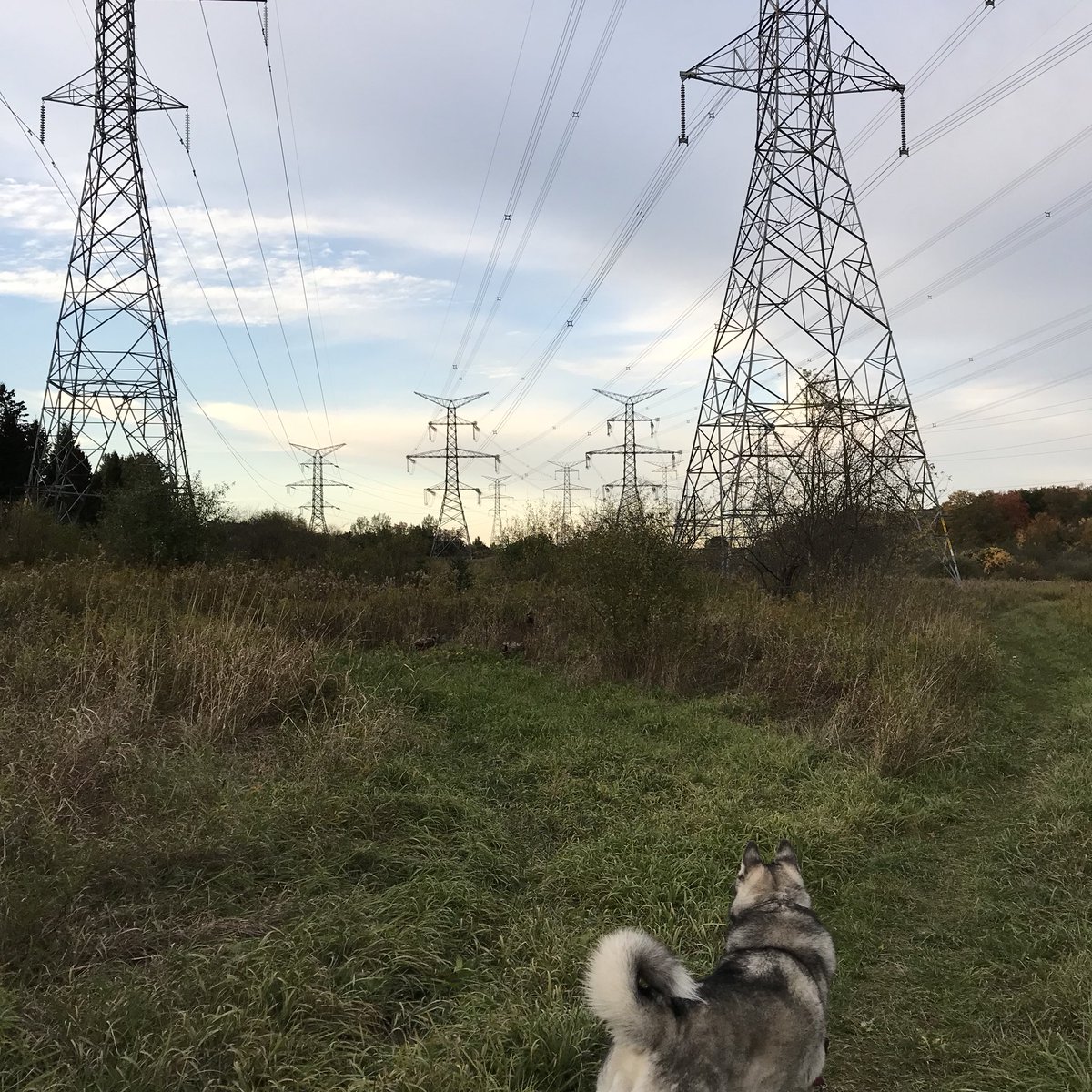Tiberious_Sheru's tweet photo. At times these transmission towers give off this odd eerie feeling. #husky #siberianhusky #nature #naturemeetsman #wilderness #wildernessculture #hiking #adventure #adventurewalk #iphotography #iphone7plus #brampton #clairevilleconservation https://t.co/vJ0JNjN0uR