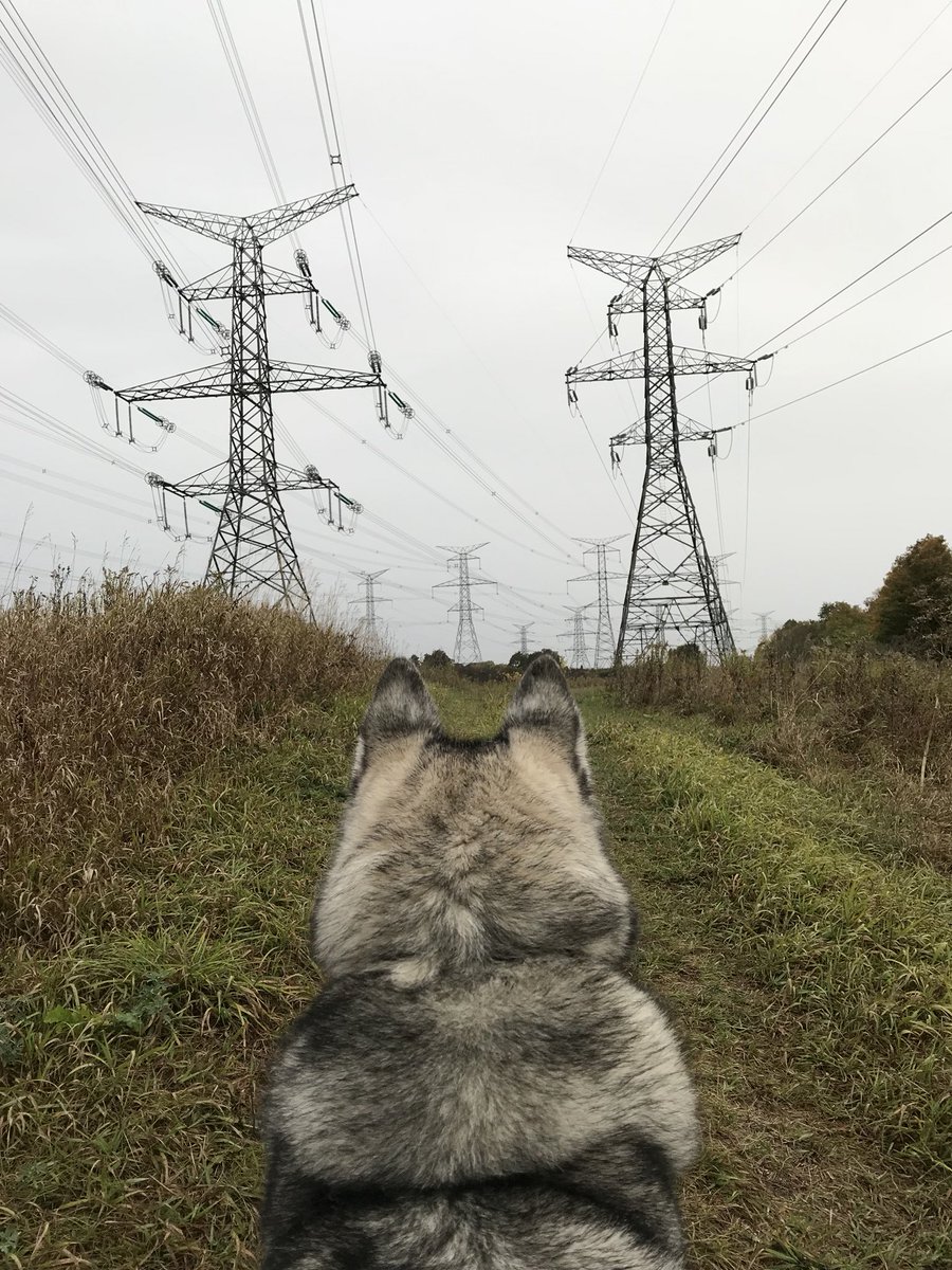 Tiberious_Sheru's tweet photo. At times these transmission towers give off this odd eerie feeling. #husky #siberianhusky #nature #naturemeetsman #wilderness #wildernessculture #hiking #adventure #adventurewalk #iphotography #iphone7plus #brampton #clairevilleconservation https://t.co/vJ0JNjN0uR
