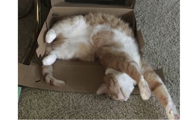 Gertrude she is currently in 22nd place in our 2018 Calendar PHOTO CONTEST! Don't you want to help Gertrude make it to the top 12, so that she will be featured on a WHOLE PAGE in our 2018 Calendar?
Read Gertrude's rescue story and VOTE for her here!  bit.ly/2xdL6Qj