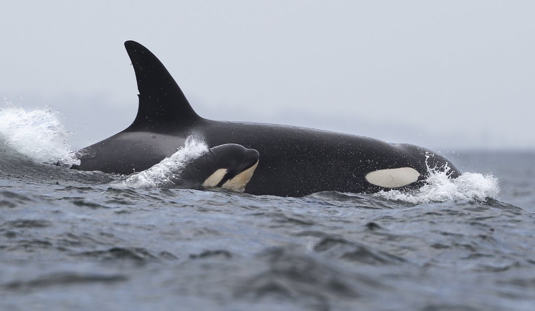oceana's tweet photo. #DidYouKnow that orcas have the ability to rest one side of their brain at a time? https://t.co/tb2bNxZtf1