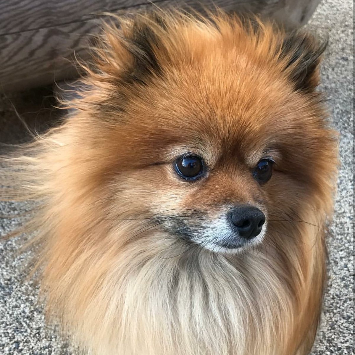 PomeranianF's tweet photo. One foxy Pomeranian. https://t.co/2nLUe4C3zA