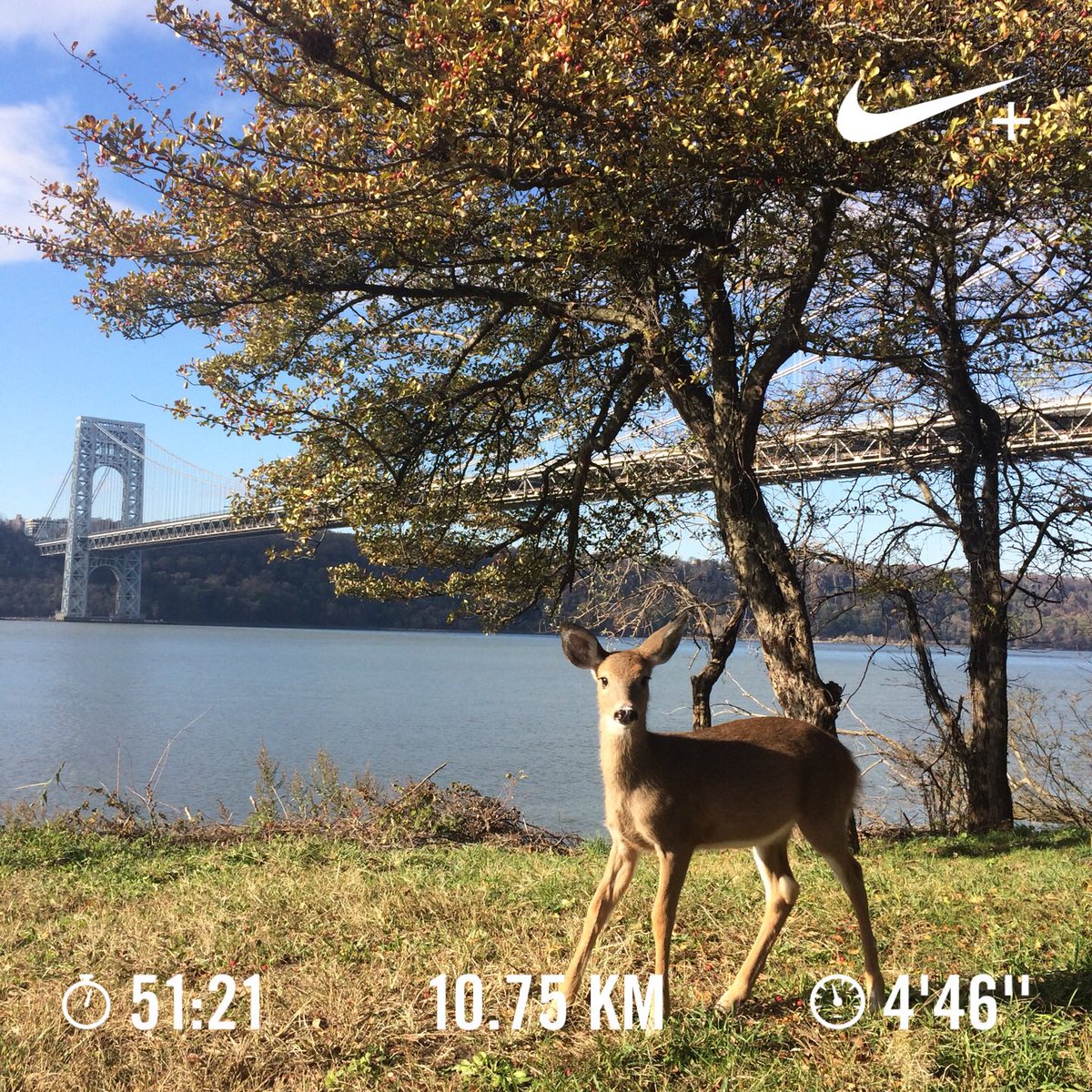 Brian_Feno's tweet photo. It's been a long time since I ran the #HudsonRiverGreenway but I saw this little deer there today! #NewYorkCity #Running https://t.co/bBveROhTVI