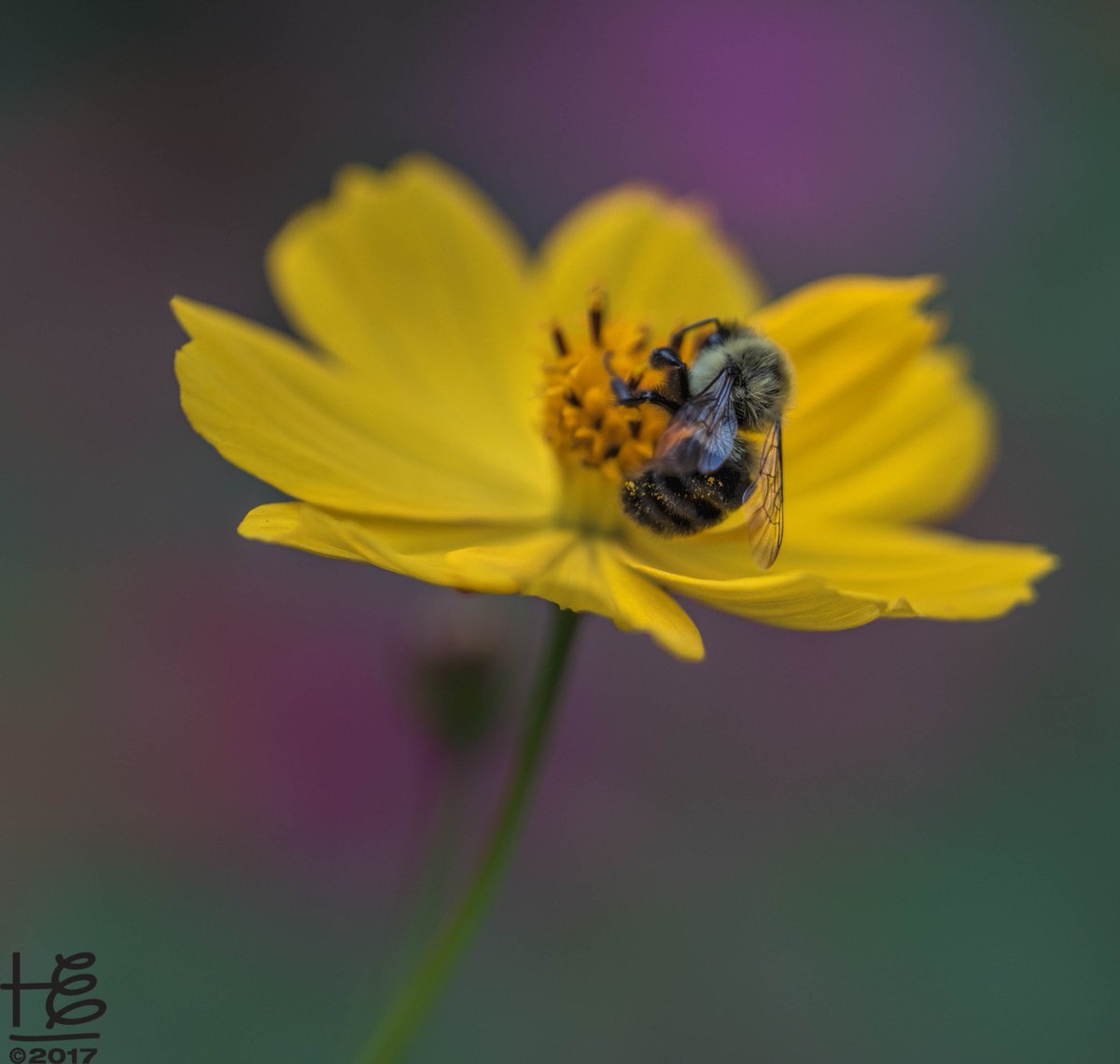 HollyElmoreATL's tweet photo. With remnants of summer cheer, the eclectic garden joyfully prepares for its annual retreat into the dormant season. #carpenterbee #bees #fallbees #pollinators #fallpollinators #neighborhood #garden #urbangardening #Atlanta https://t.co/ocRoBR7dkt