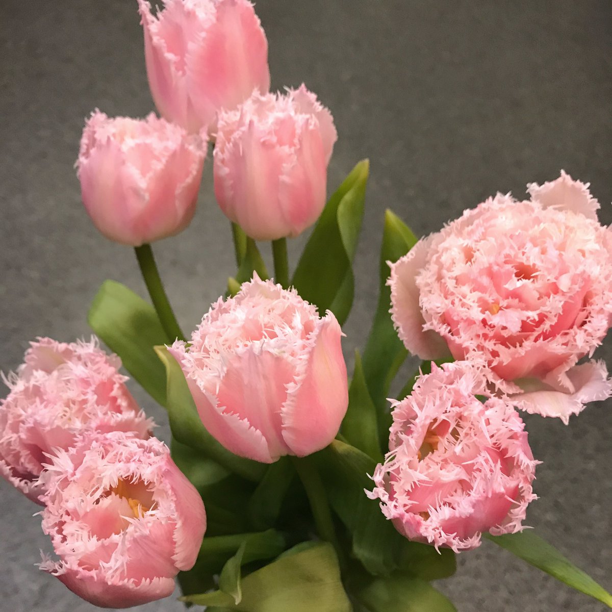 フラワーガーデン花工房 本日の幸せ配達 今日のお花はチューリップ 八重咲きフリージングの品種 今年は少し早めの入荷 どれくらい持ちがいいのか楽しみです H29 11 13 チューリップ 八重咲き 一足早い春 幸せ配達 坂出花屋 幸せ花工房 T フラワーガーデン花工房 本日の幸せ配達 今日のお花はチューリップ 八重咲きフリージングの品種 今年は少し早めの入荷 どれくらい持ちがいいのか楽しみです H29 11 13 チューリップ 八重咲き 一足早い春 幸せ配達 坂出花屋 幸せ花工房 T