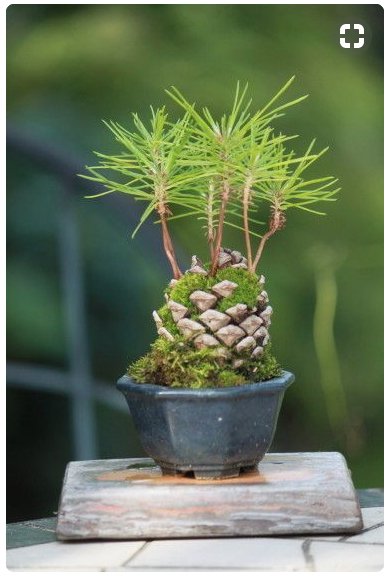 Pinterestlove 実生 ミショウ の松が可愛い盆栽 松ぼっくり は松なんだよな 時々気付かされる 当たり前なのに切り離れてることがある 盆栽 Bonsai 松かさ ピンタレストで見つけました T Co Tfrvipcn8g 11月14日 誕生花 松 Pine 花言葉
