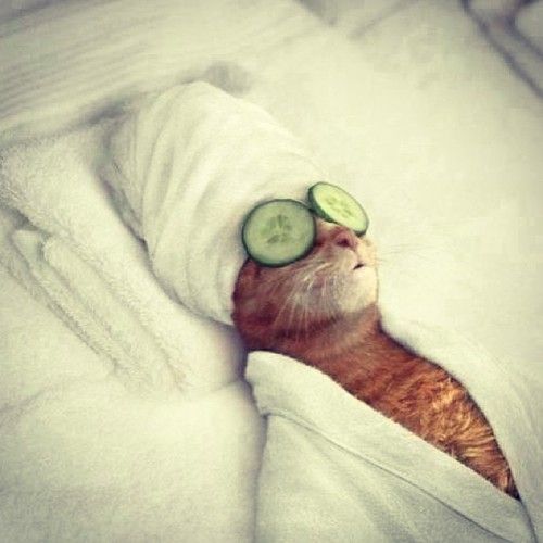 anninewang's tweet photo. Sleeping beauty.
#cats #cat #CatExpo #Beautiful #Mountains #Sunset #Wildflowers #Photo #Nature #BlackCatDay #CatsOfTwitter #Catalan #GoPats #HereWeGo #sleep #SleepingBeauty #Sleepout17 #Cucumber #fruits https://t.co/uDwt77Ieyg