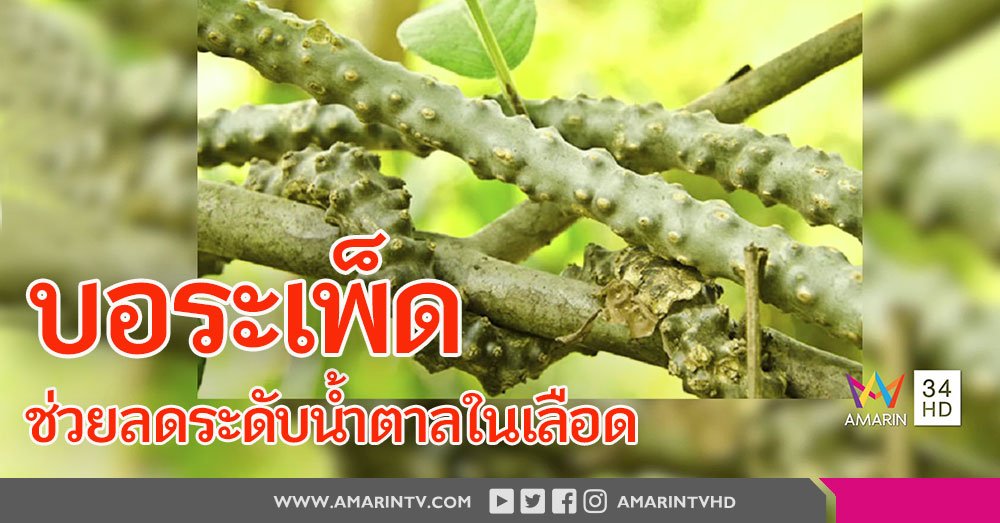 Amarintv34 On Twitter บอระเพ ด ขมจนหลายคนต องหล บตาป แต ม ด ช วยลดพ ษไข นะจ ะ Https T Co Lee1ankv9m อย เป นล มป วย Amarintv34