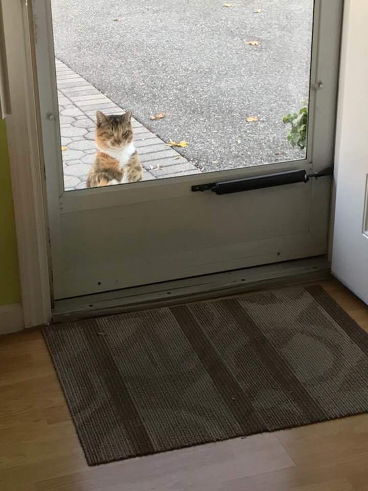 EinVT's tweet photo. @BethStern I'm reaching out to you because I just was alerted that 2 cats have been abandoned at a foreclosed property in Wantaugh, NY.  I think this is on Long Island.  I have the address and contact info.  Can you help or advise??  Thanks in advance!!  -Emily Sansone https://t.co/zATVXUGRKu