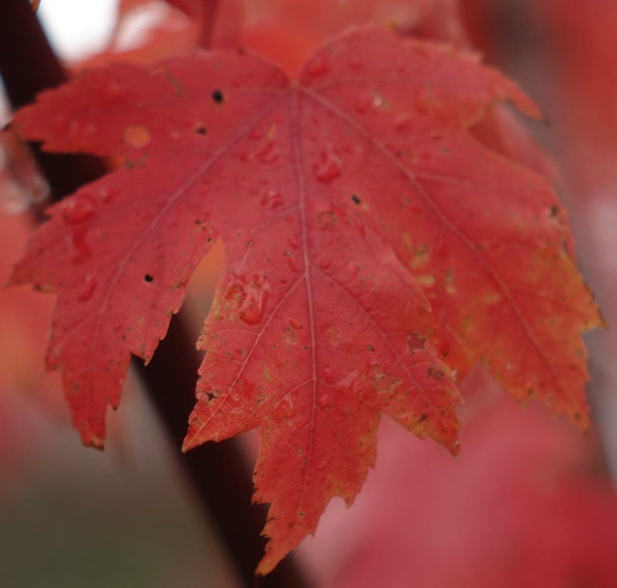 Fawadkifan's tweet photo. โค๏ธ the colors #freemanmaple https://t.co/prEayWMiOw
