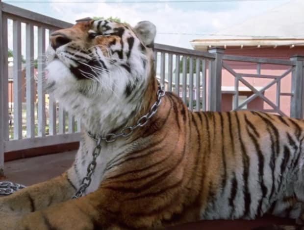 FatherGabrielWD's tweet image. I knew it was coming but that didn't make it easier. Rest In Peace you beautifully striped badass ❤️ #RIPShiva #NeverForget #TheWalkingDead