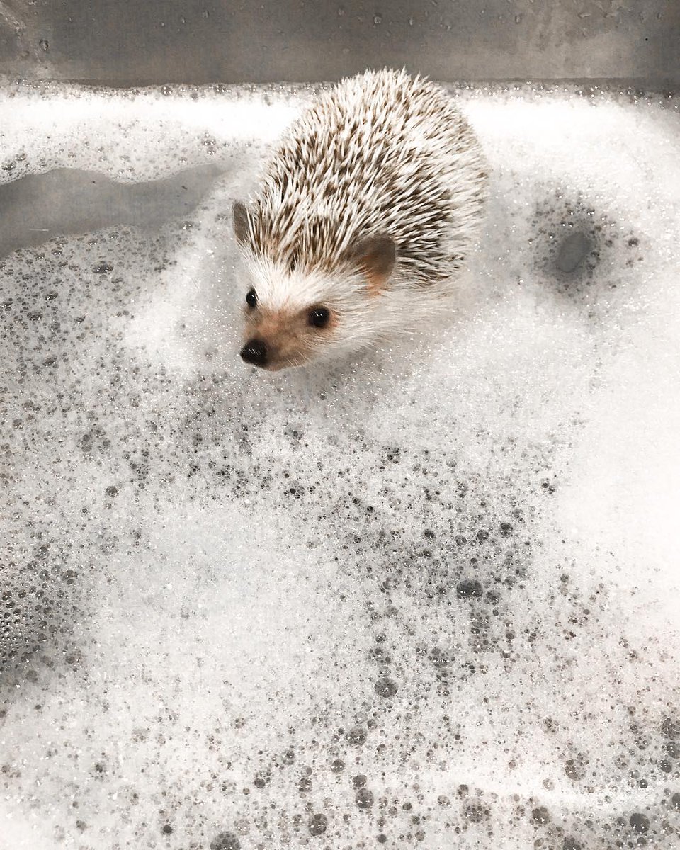 No better way to prepare for the week than a sudsy Sunday soak. <a href="/LionelTheHog/">Lionel The 'Hog</a> knows exactly what we're talking about