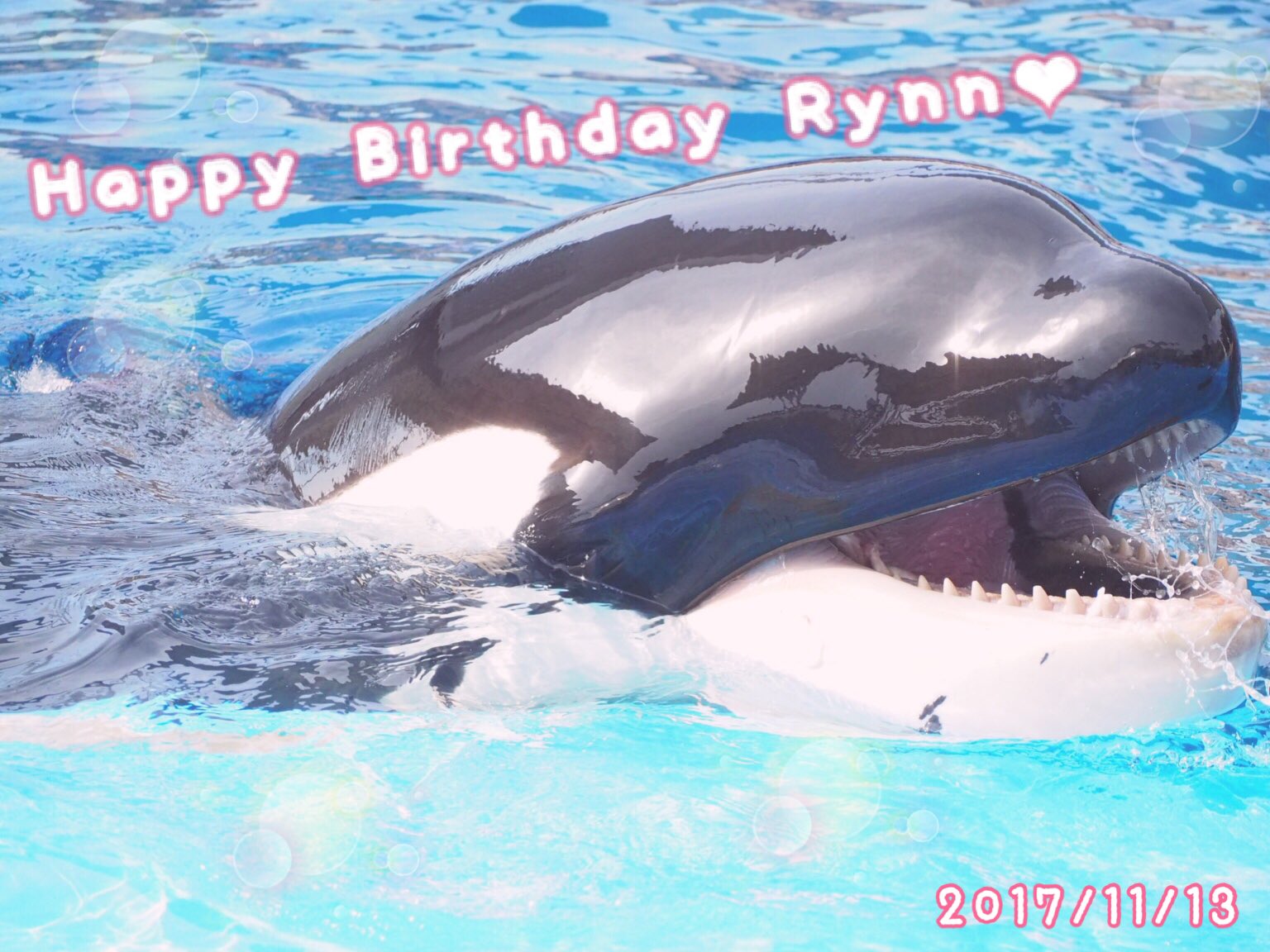 Ayarca リンちゃん5歳のお誕生日おめでとう まだまた甘えん坊なリンちゃん だけどこれからもすくすくと成長してステラみたいな立派なシャチになってね これからも名古屋まで会いに行くね W