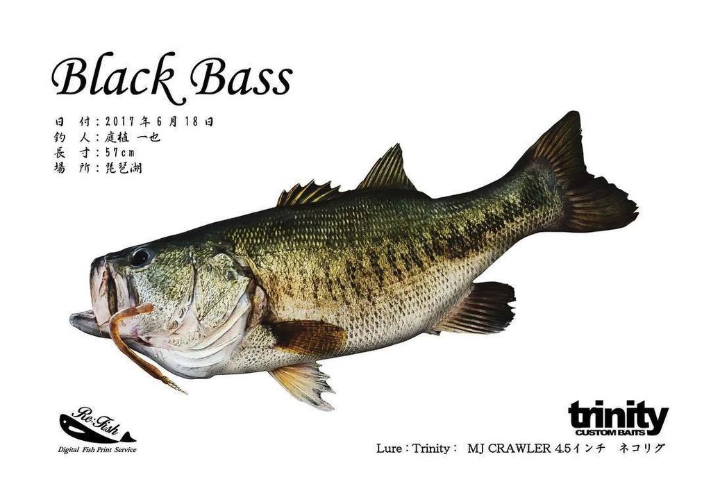 bakufishing's tweet photo. 琵琶湖でtrinityの庭植さんが釣り上げた57cmのブラックバスで魚拓を制作させていただきました。
使用したルアーが口にかけられた状態で制作しました。

またtrinityさんのロゴとRe:Fishのロゴを掲載させていただきま… https://t.co/kzKKIjqWqp https://t.co/NW7liDGJ8a