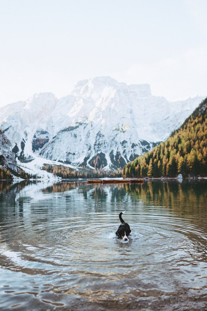 nf_f's tweet photo. #ChasingAutumn: In unserer heutigen #Morgenlektuere ist Johannes Hoehn auf der Jagd nach dem perfekten Herbstlicht in den Dolomiten. Seinen Bericht über die Tour nach Südtirol könnt ihr im Blog unseres Partners @SIGMA_foto lesen: https://t.co/U2FKIQvK8L https://t.co/tazD5vAFOu