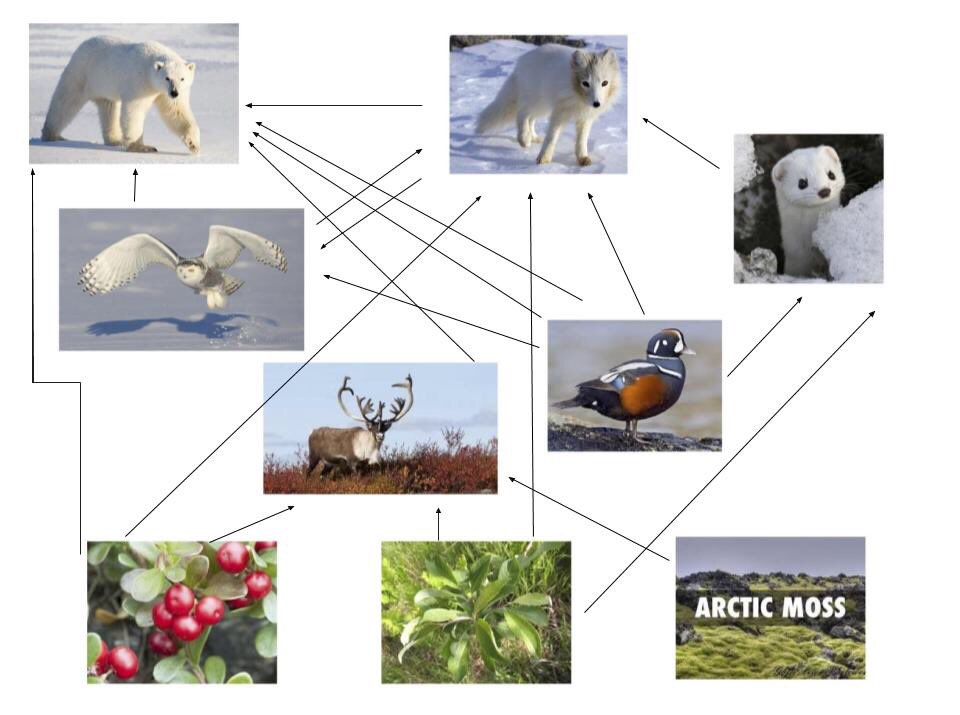 Tundra Biome Food Web