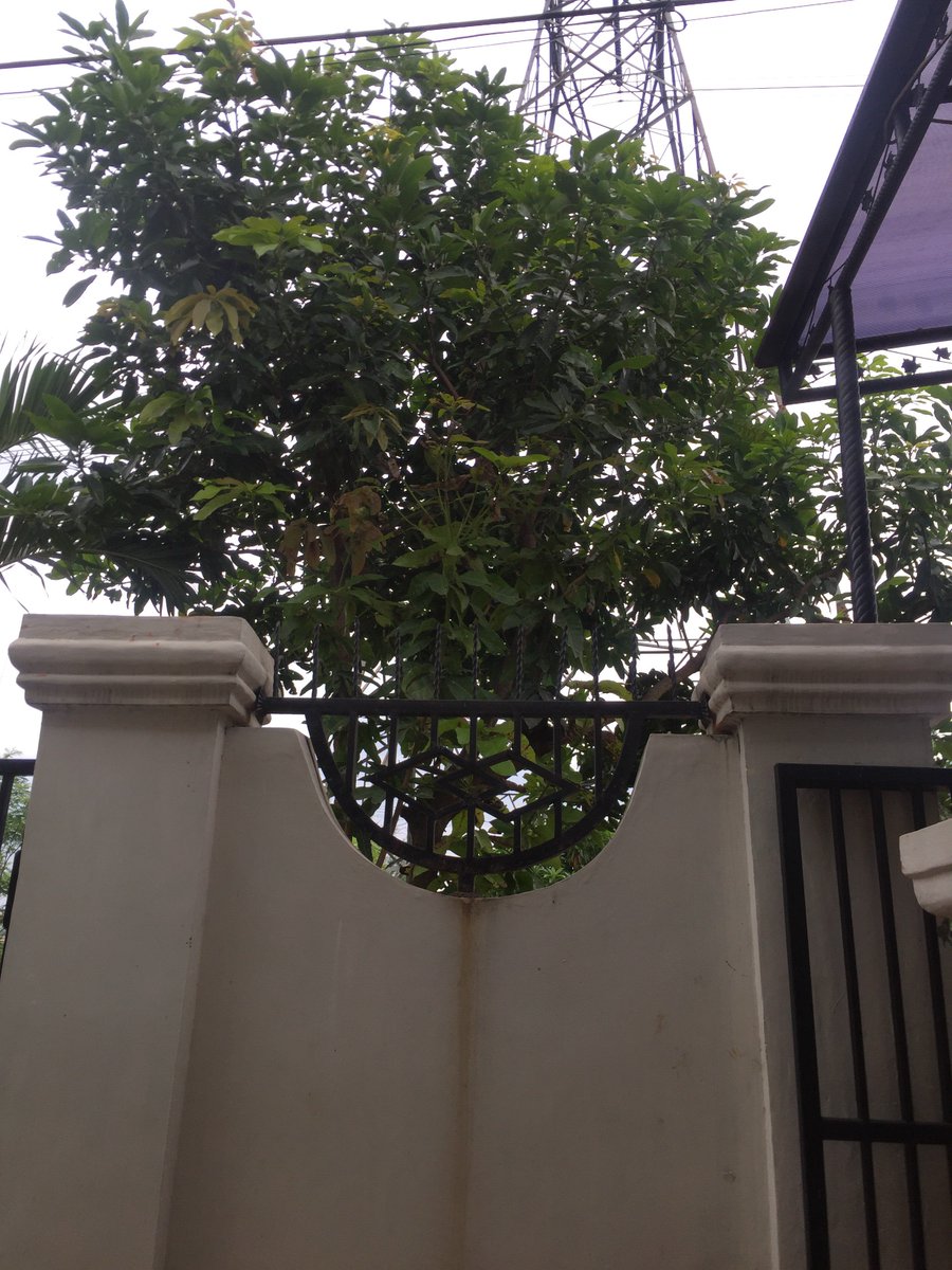 Harry potret tweet media