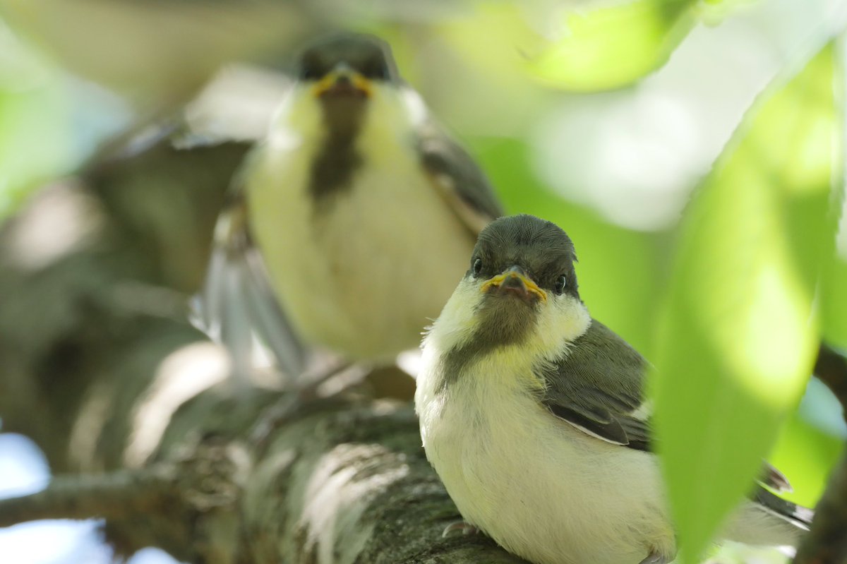 amedama_pi's tweet photo. 最近、野鳥撮影に忙しくて羊毛が出来ていません。自分の撮った写真を見て立体化出来たら最高なんですけどねぇ。
写真は春に撮ったシジュウカラ幼鳥です。 https://t.co/xFfqAv1kZJ