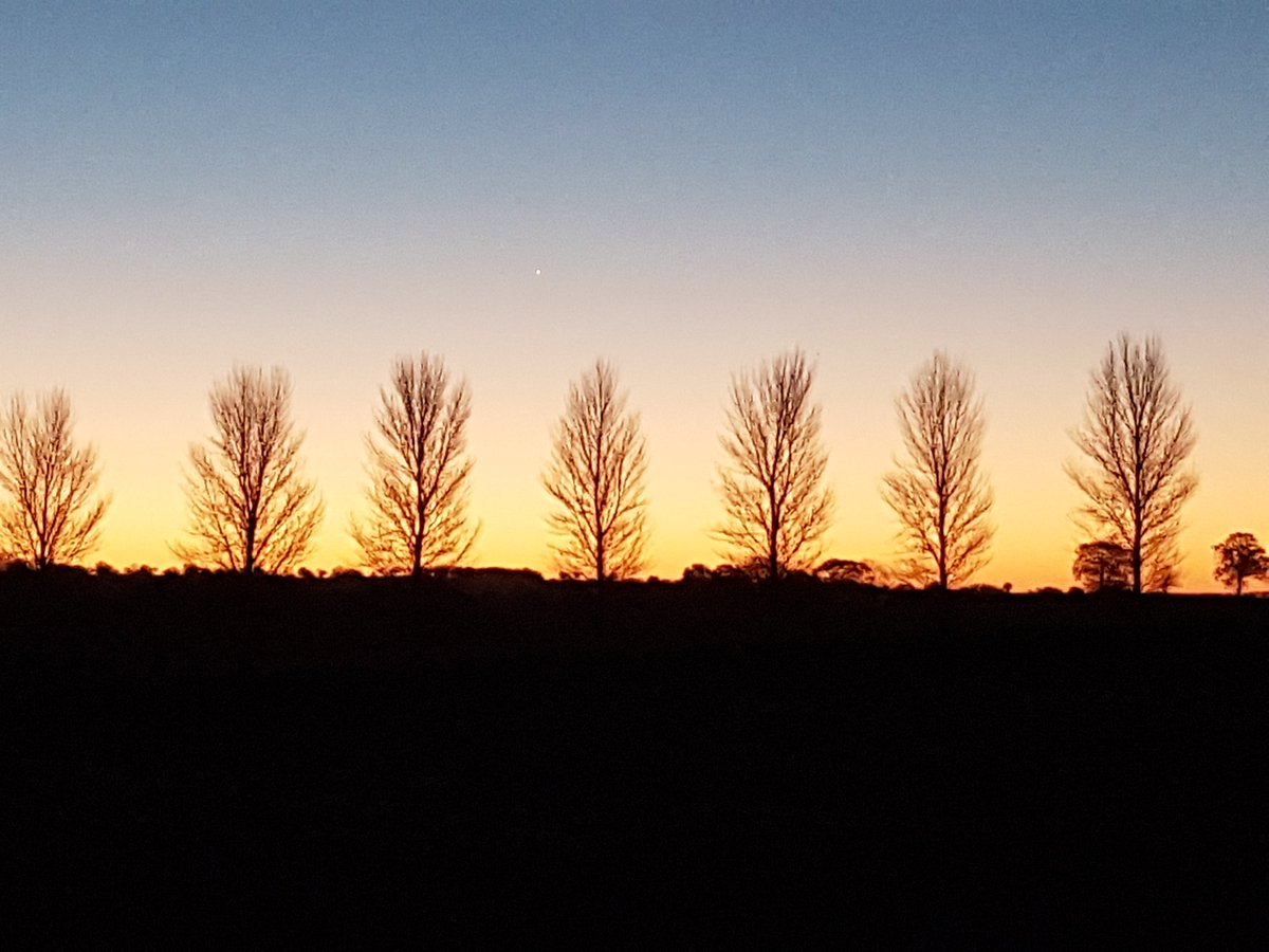 #Venus #Jupiter conjunction still just about visible above the line of trees, might have to zoom in