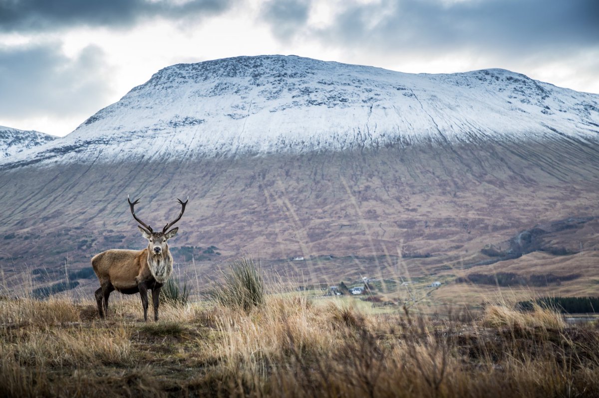 challengesophie's tweet photo. There’s something about Scotland 🦌💫
#ScotSpirit #ExploreMore #KONA https://t.co/rguXCgMqMk