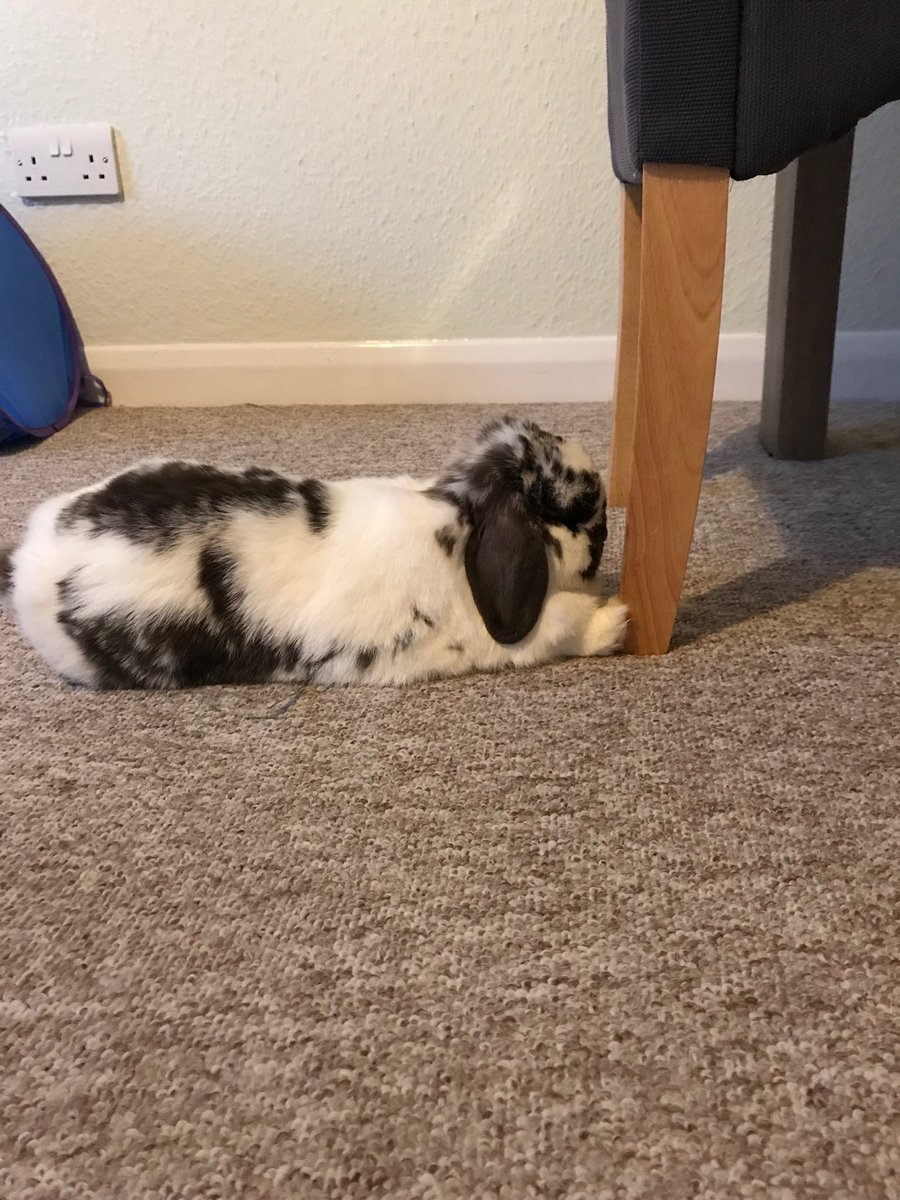 Bertie Bunny tweet media