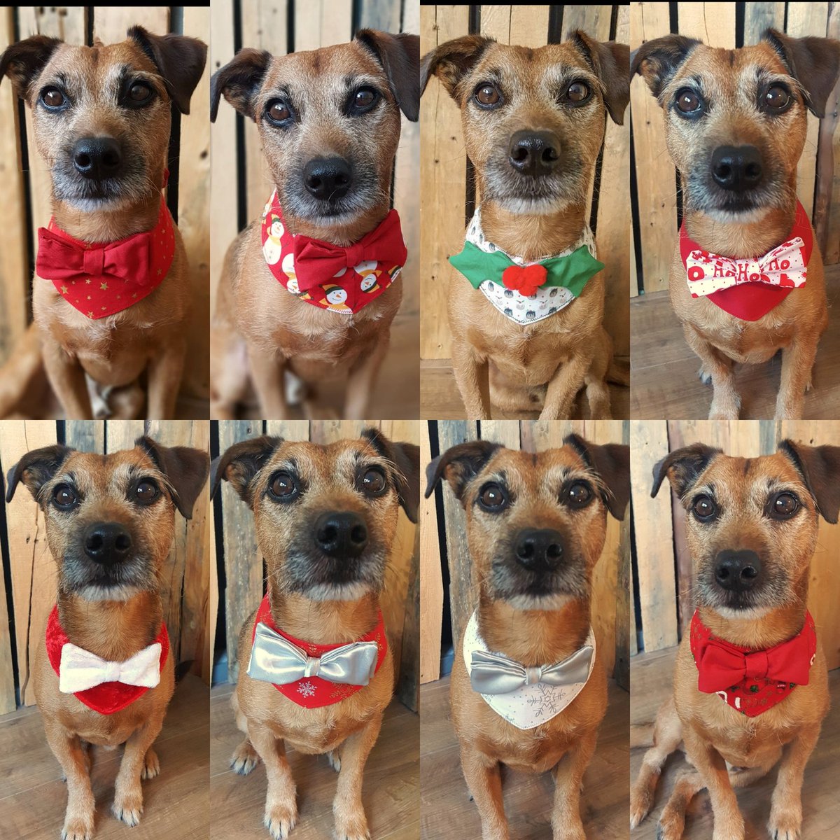 GiddingsGifts's tweet image. The Christmas range of our dog bandanas are now available on our Etsy shop and in the @OxfordEtsy pop up shop!
giddingsgifts.etsy.com

#earlybiz #ukearlyhour #87rt #onlinecraft #ChristmasIsComing #christmas
