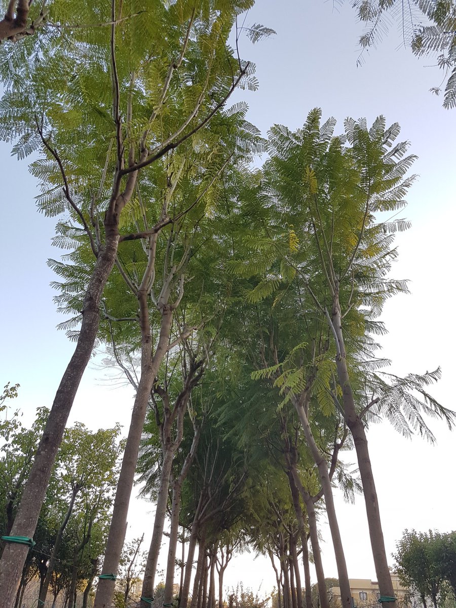 Buon Giorno! Inizia La settimana! Ma è mai finita....
#Buongiorno #settimana  #plants #treeshopping #tree #plantlover #plantas #greenlove  #vivai #gardeningcentre #gardenlifestyle #iloveplants #ilovegreens #greenlifestyle #ilovenature  #vivaipiantemaisto