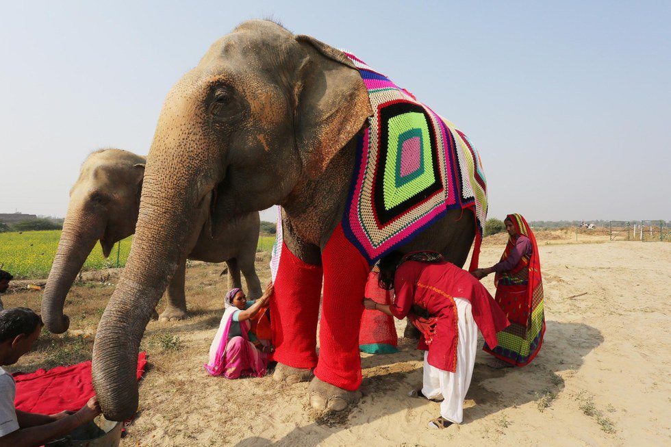 Women crochet sweaters to shield rescued elephants from cold, Elephant Conservation Care Center, India, 2017  #womensart #WorldKindnessDay