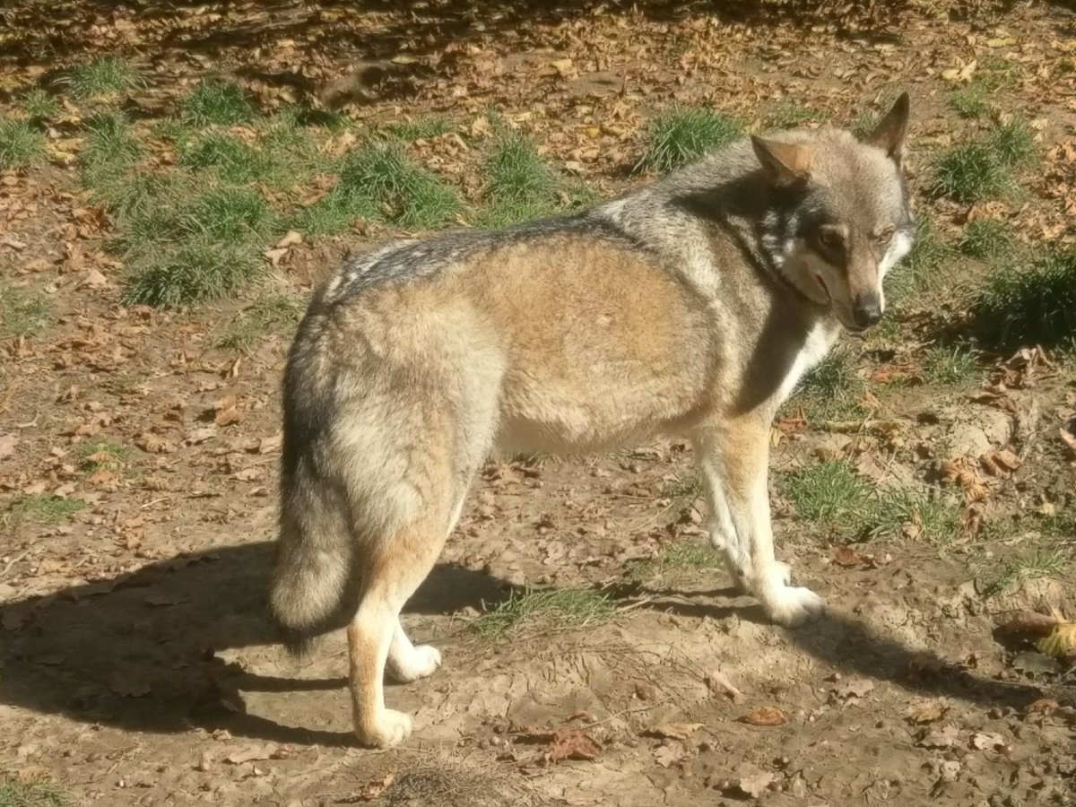 HERA - an amazing half dog-half wolf, the leader of her small pack. You can see her if you decide to visit <a href="/LibeartyBears/">Libearty Sanctuary</a> and you can find out her story from our guides in the Sanctuary!