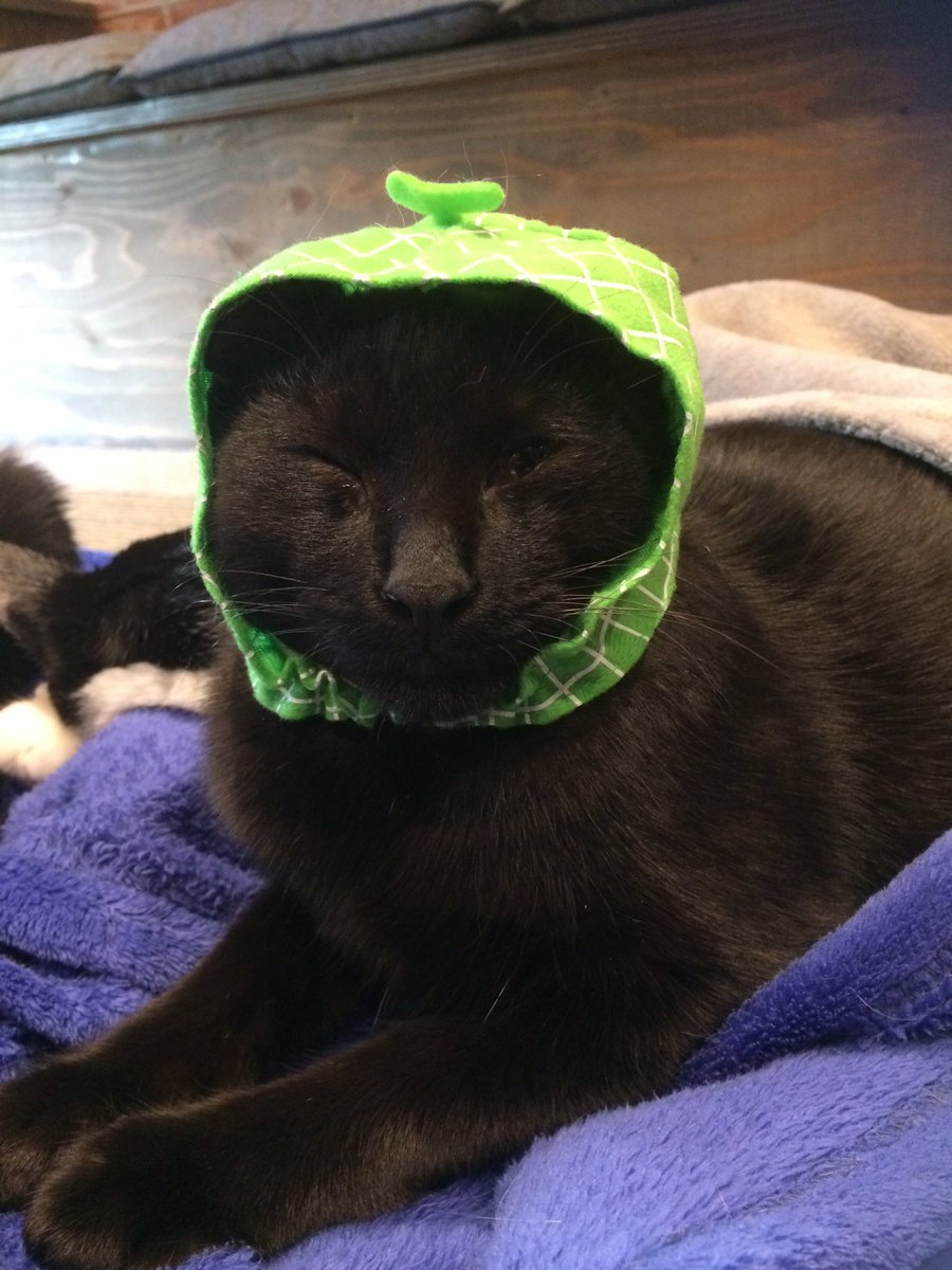 猫空間チャモラ No Twitter 黒猫は似合わない 猫カフェ チャモラ 武庫之荘 猫かぶりもの 黒猫 猫空間チャモラ No Twitter 黒猫は似合わない 猫カフェ チャモラ 武庫之荘 猫かぶりもの 黒猫