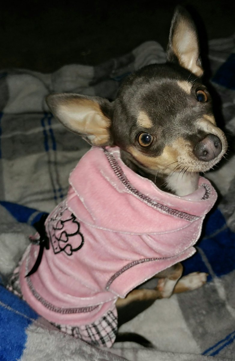 MissAngelMini's tweet photo. 🐾stopin by &amp; showing some love to all my fwens🐾
#MiniRainDrop #Chihuahua
#PrettyInPink #PinkHoodie #DogsOfTwitter #XOXOs  #CuteAsAButton #SweetGirl #HandMeDownHoodie #MamaSaysImBootiful #SayCheese #MommysGirl  #FullOfLove https://t.co/SJOTYZIx9B