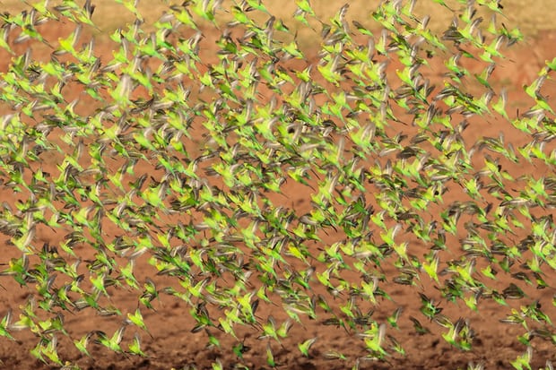 AusEmbIre's tweet photo. What a sight! Incredible ๐ธof murmuration of 10,000 #Aussie budgies by ๐ฆ๐บ wildlife photographer Steven Pearce @spphoto ๐ #OzBucketList #AliceSprings
https://t.co/MkUcIhLWaE https://t.co/verNsjK1s1