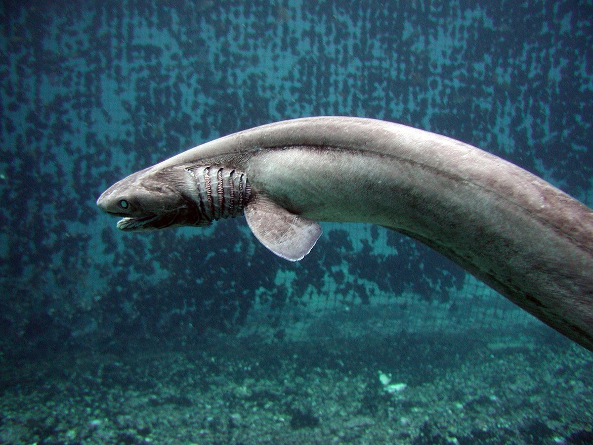 nationalpost's tweet photo. Ancient shark with 300 teeth that may have inspired tales of 'sea serpents' captured by researchers: https://t.co/SsPqBiBPdv https://t.co/G5SVMfnyjw