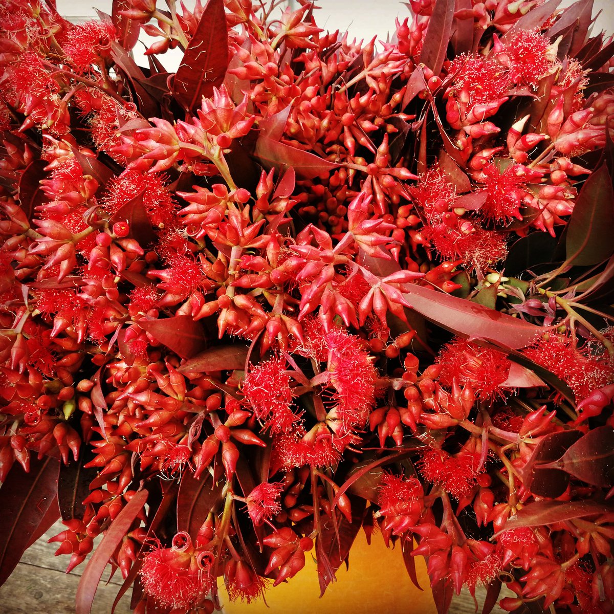 Comencem setmana amb força!! Bon dilluns a tots 😃🏵️ #redmonday #flors #flowers #redflowers #flowerpic #flowerslife #coolflowers