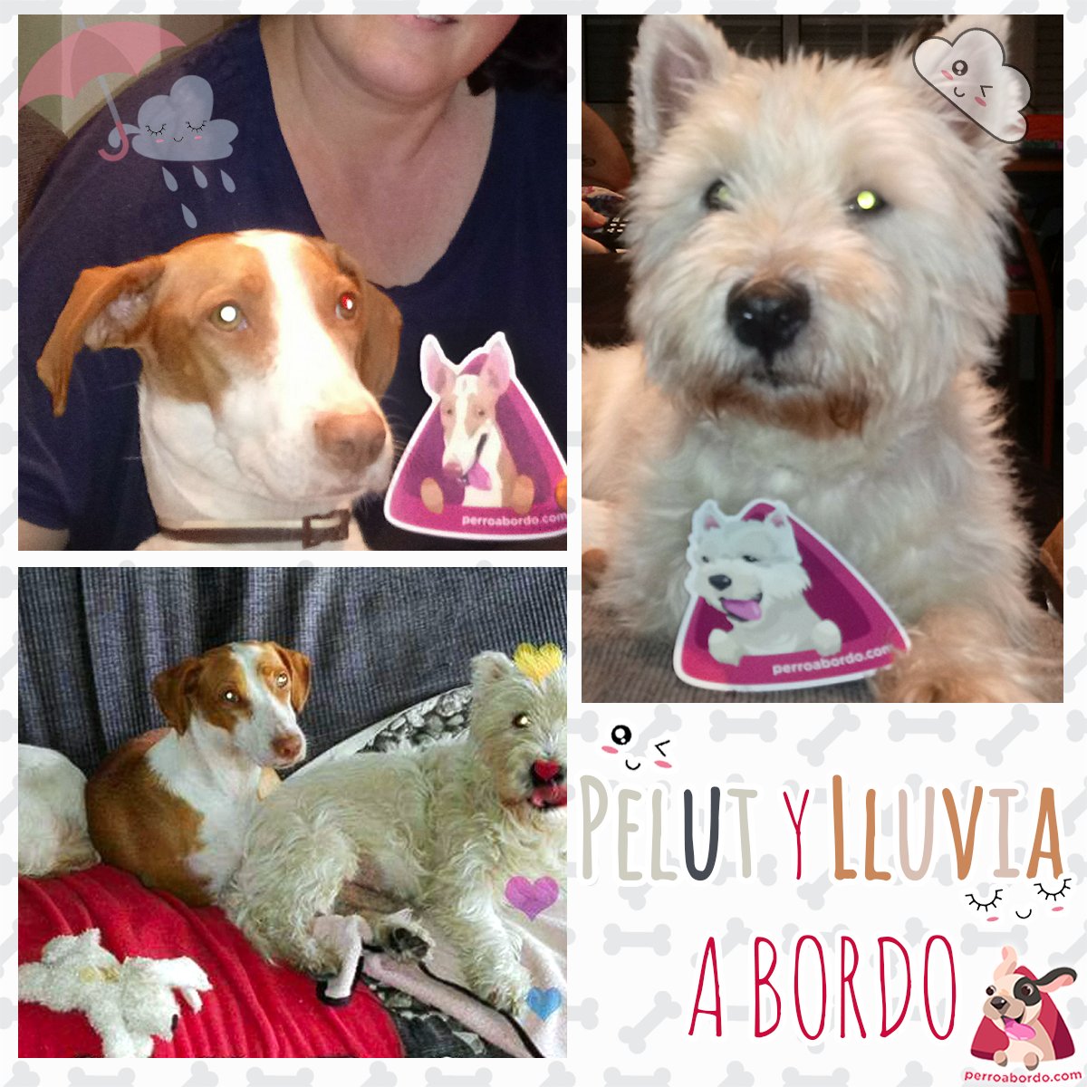 Hoy os presentamos a Pelut y Lluvia. ¿Qué os parecen estás dos preciosidades? bit.ly/interiorWesty bit.ly/2hfR2h6 #perroabordo