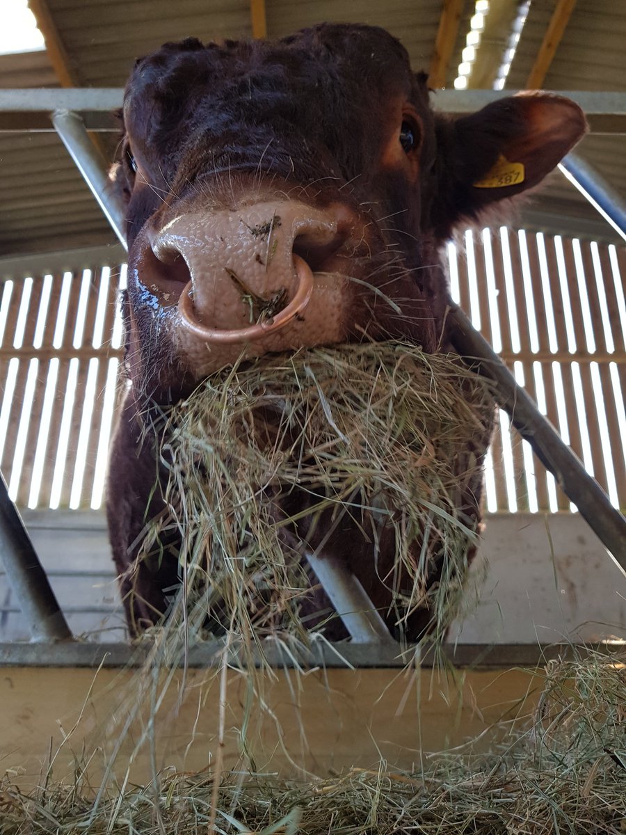 Enjoying #breakfast listening to a master class in fundraising for <a href="/BBCCiN/">BBC Children in Need</a> from <a href="/R2Breakfast/">BBC Radio2 Breakfast</a> bloody good job sir.